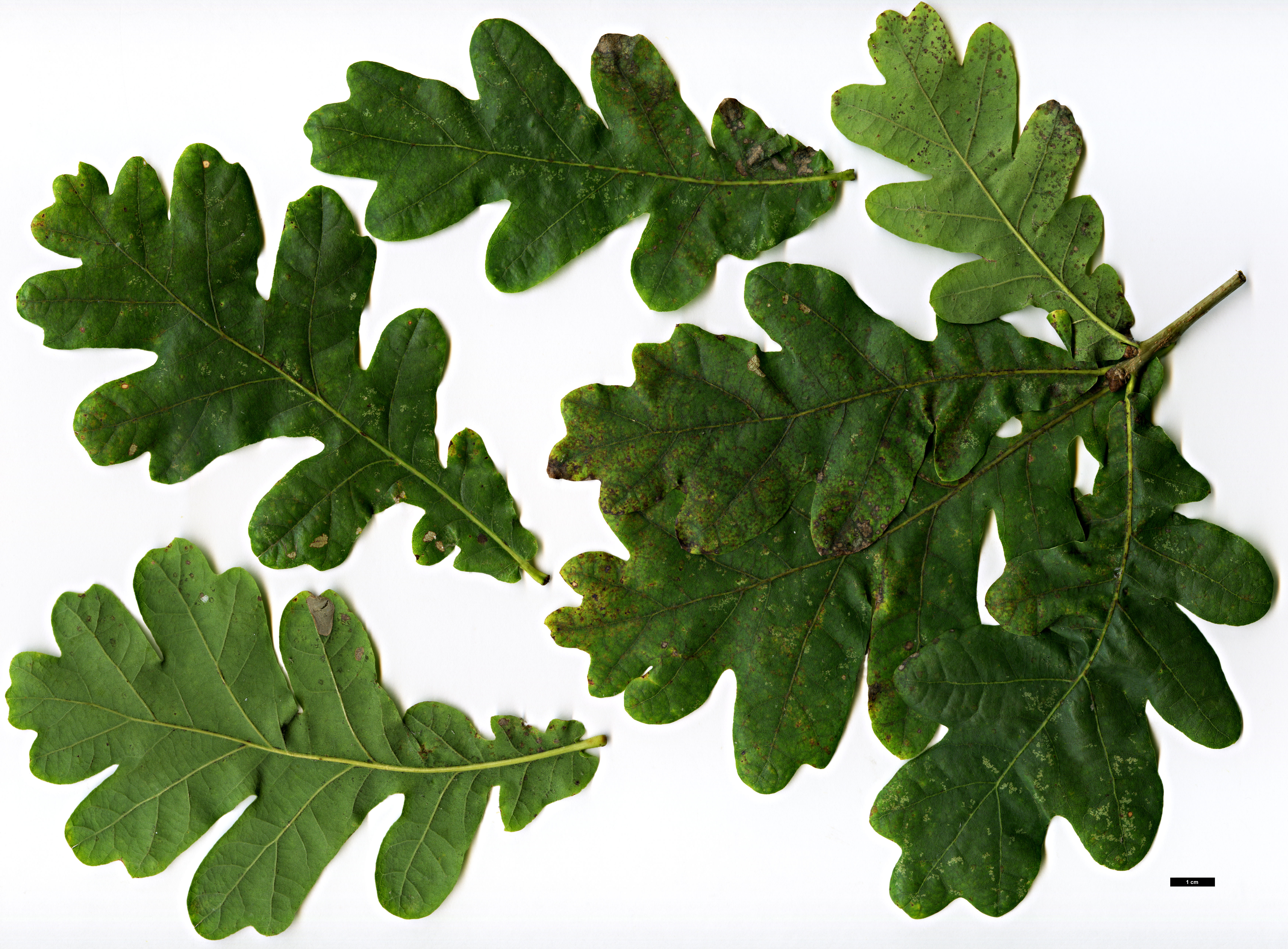High resolution image: Family: Fagaceae - Genus: Quercus - Taxon: robur - SpeciesSub: subsp. pedunculiflora